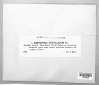 Nephroma expallidum image